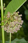 Common milkweed